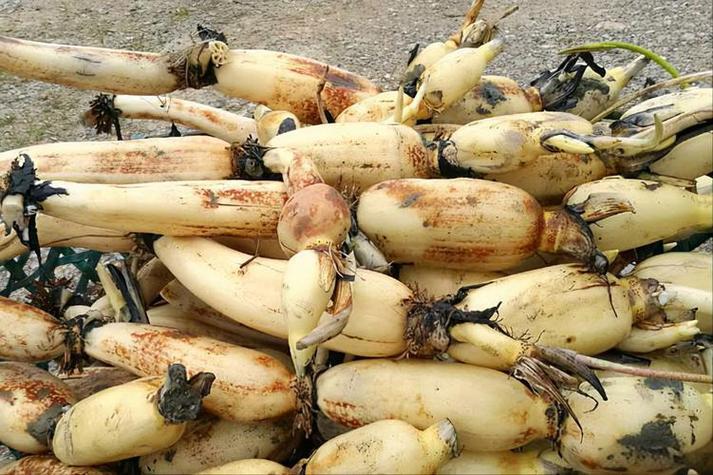 <a href='/index/new/73.html'>守護(hù)蓮藕產(chǎn)品冷鏈全程的智慧之選</a>